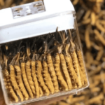 冬蟲夏草放冰箱冷凍還是冷藏？