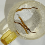 一根蟲草泡水喝能喝幾天？