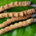 如何挑選冬蟲夏草？