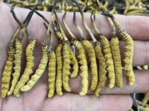 冬蟲夏草有什麼療效?