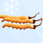 冬蟲夏草適合什麼人吃?