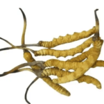 冬蟲夏草不能跟什麼一起吃？