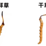 冬蟲夏草新鮮和乾的哪個好？