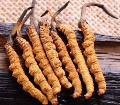 冬蟲夏草可放多久？