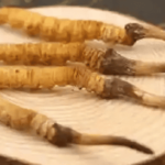 老人吃冬蟲夏草有什麼好處？