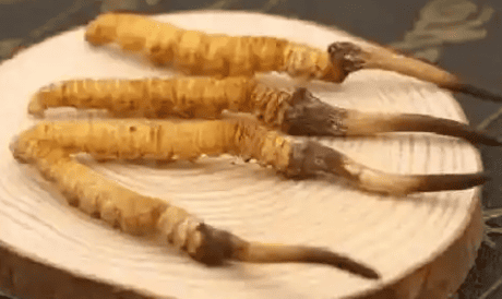 老人吃冬蟲夏草有什麼好處？