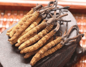 冬蟲夏草一斤多少錢？