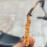 冬蟲夏草可以生食嗎？