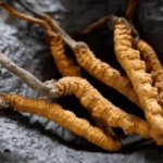 冬蟲夏草可以降低膽固醇嗎？