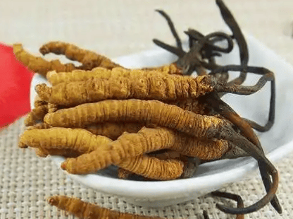 冬蟲夏草孕婦可以吃嗎？