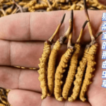 血壓高可以食冬蟲草嗎？