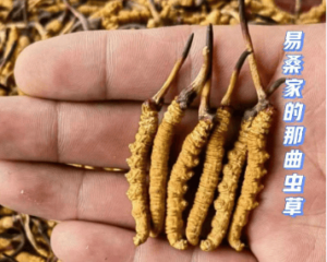 血壓高可以食冬蟲草嗎?