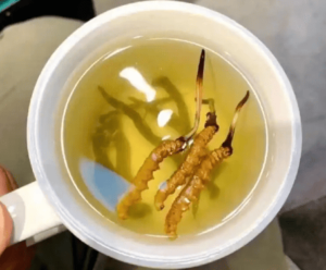 冬蟲夏草泡水加開水還是溫水？