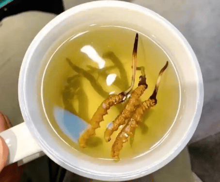 冬蟲夏草泡水加開水還是溫水？