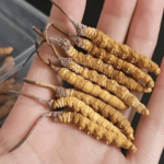 野生冬蟲夏草有什麼功效？