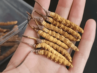 野生冬蟲夏草有什麼功效？