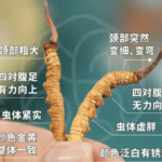 冬蟲夏草可以人工種植嗎?