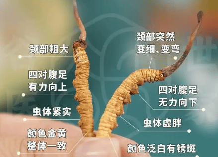 冬蟲夏草可以人工種植嗎？