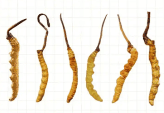 冬蟲夏草什麼時候吃效果最好？