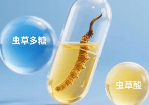 冬蟲夏草有什麼用？