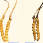 鮮蟲草冷凍了一年還能吃嗎？