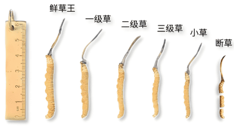 冬蟲夏草一台斤多少錢？