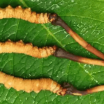 一兩冬蟲夏草有幾多條？