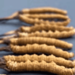 冬蟲夏草對腎臟有幫助嗎？