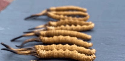 冬蟲夏草對腎臟有幫助嗎？