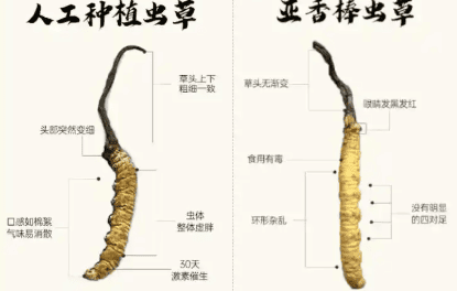 蟲草大小的營養價值一樣嗎？