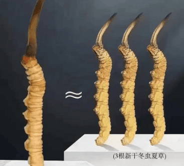 女人吃冬蟲夏草的好處與作用？