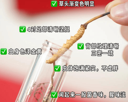 蟲草每天吃一根有用嗎？