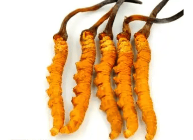 吃冬蟲夏草忌什麼？