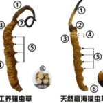 斷蟲草效果一樣嗎？