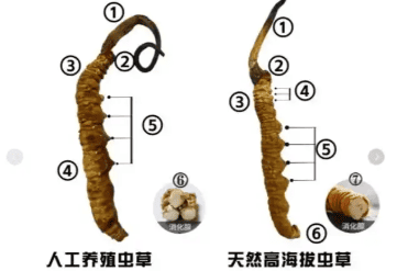 斷蟲草效果一樣嗎？