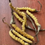 冬蟲夏草哪裡產量最多？