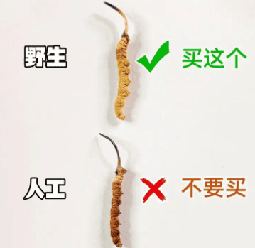 一天一根蟲草會傷腎嗎？