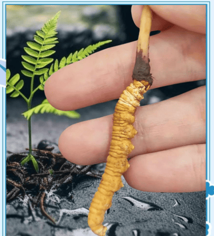 冬蟲草補什麼？