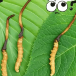 冬蟲夏草有幾種?