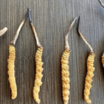 冬蟲夏草燉瘦肉湯有什麼功效？