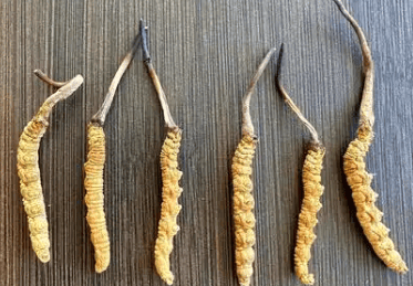 冬蟲夏草燉瘦肉湯有什麼功效?