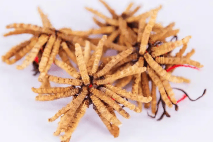 蟲草怎麼吃效果最好？