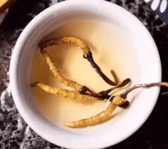 燉蟲草的最佳時間！