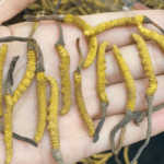 冬蟲夏草英文怎麼說？