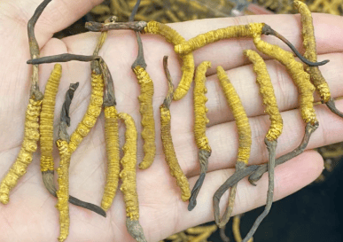 冬蟲夏草英文怎麼說？