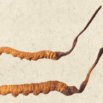 冬蟲夏草是寄生嗎？