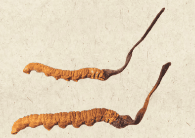 冬蟲夏草是寄生嗎？