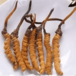 新鮮蟲草怎麼吃？