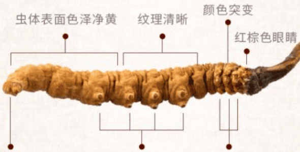 冬蟲夏草是藥嗎？