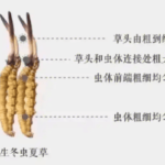 冬蟲夏草生長在哪裡？